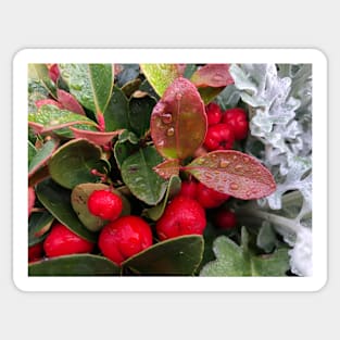 Peaceful Red Christmas Berries in the Winter Rain Sticker